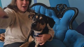 Support for pet owners impacted by SNAP cuts