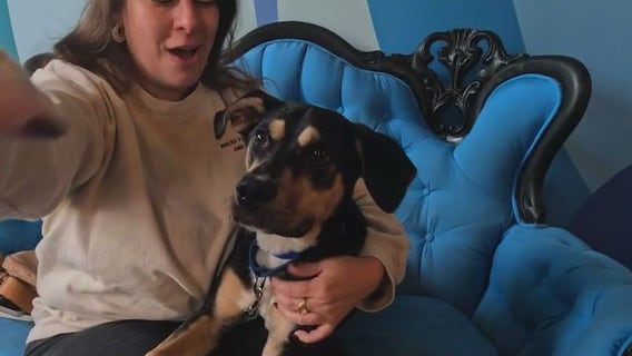 Support for pet owners impacted by SNAP cuts