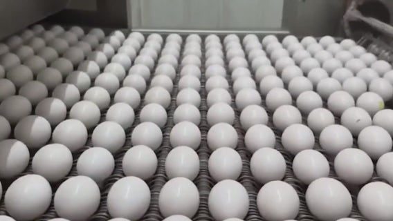 Ever-increasing egg prices highlight egg-alternatives in cooking