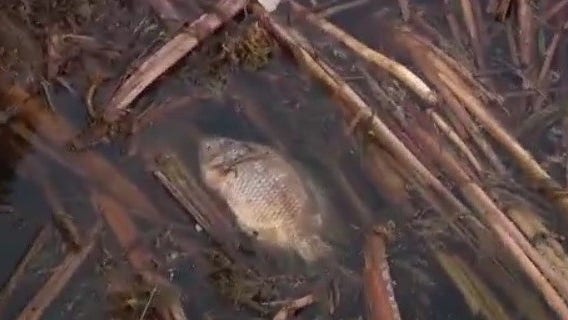 Hundreds of dead fish wash up at Lake Apopka