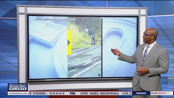 Man scolds road-crossing koala