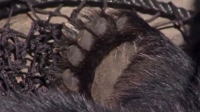 Bear hunt backlash: FWC to hear public comment on first proposed bear hunt in 10 years