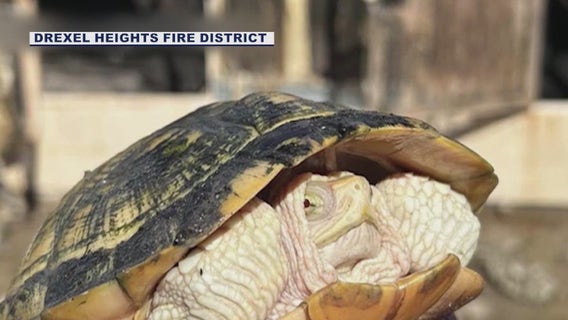 45+ animals rescued from southern AZ fire