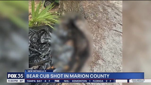 Black bear cub shot, killed in Marion County near Ocala National Forest