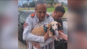 Bam Bam the support dog reunited with owner 2+ months after being stolen from Chicago backyard
