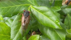 Tips for cleaning up dead cicadas