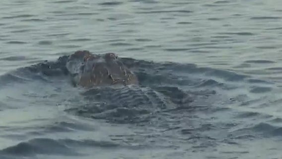 Alligator attacks kayakers in Osceola County