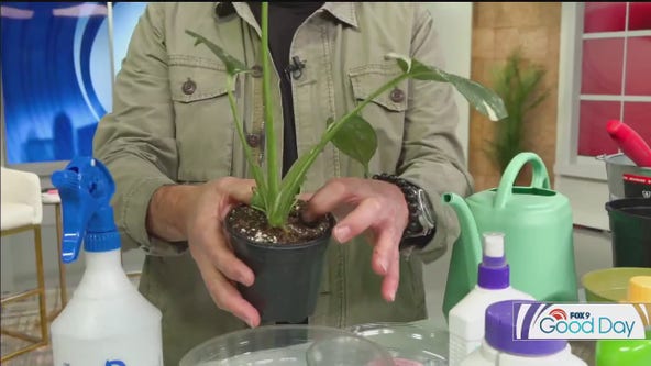 House Plant tune up
