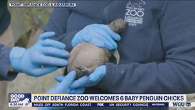 Point Defiance Zoo welcomes 6 penguin chicks