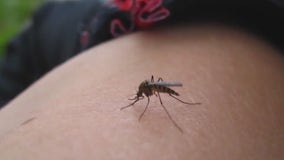 West Nile virus: Maricopa County reports 1st death of season