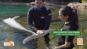 Early Black Friday deals at Discovery Cove