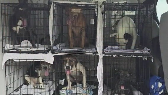 SPCA of Brevard rescues dogs from Hurricane Debby's path