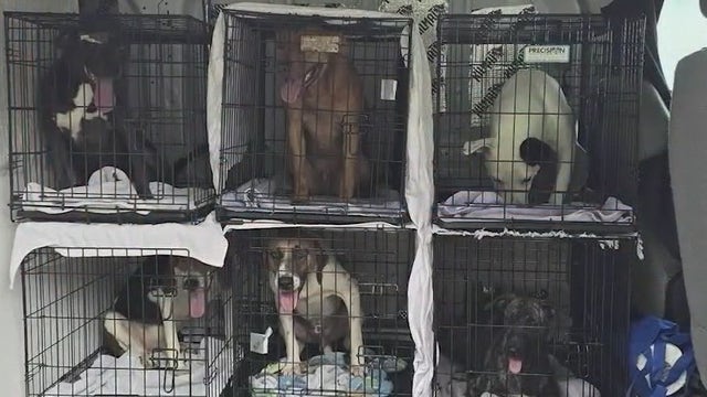 SPCA of Brevard rescues dogs from Hurricane Debby's path
