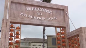 Pa's Pumpkin Patch in Lakewood