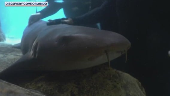 Summer Safety: Swimming near sharks