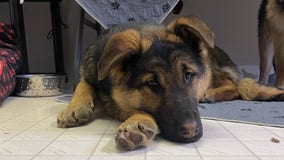 2 puppies survive frigid weather by hiding under porch [RAW]