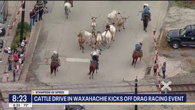 Cattle drive kicks off Waxahachie drag racing event