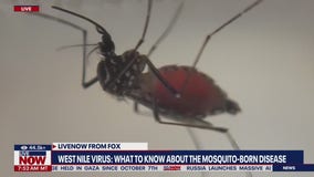 What you need to know about West Nile virus