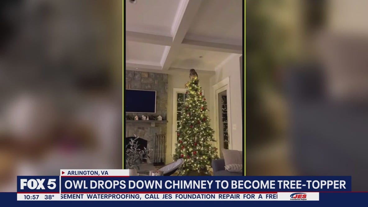 Santa owl flies down Virginia family's chimney, onto Christmas tree