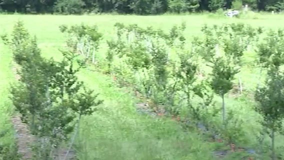 Yaupon tea, cultivated in Florida, could be poised for growth amid Trump tariffs