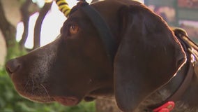 Dog sniffs for bumblebee nests