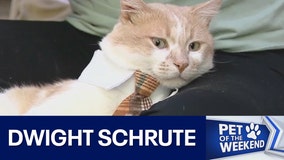 Adopt Dwight Schrute at APA!