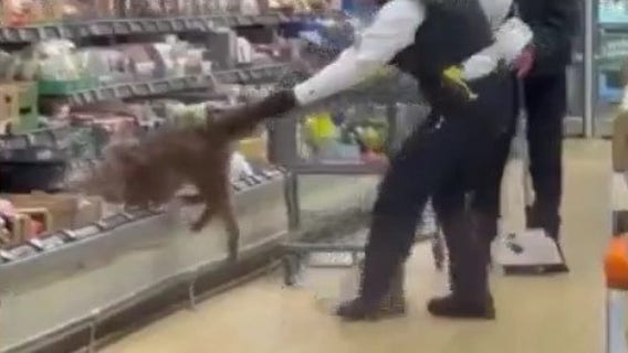 Coyote found inside an Aldi grocery store near Chicago