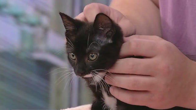 Meet Elijah: Our Pet of the Day