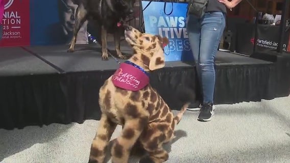 New therapy dog program launches at ATL