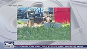 Dog left outside in scorching heat for more than 8 hours dies, upset residents speak out