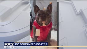 Do dogs need coats?