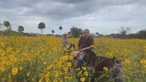 Ride a horse through the sunflowers in Osteen, Fl