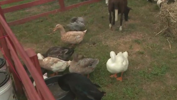 Parkview High petting zoo | Game of the week preview