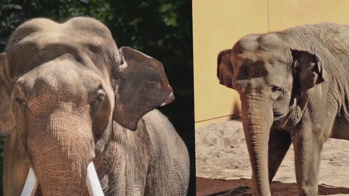 Court hearing over transfer of LA Zoo elephants