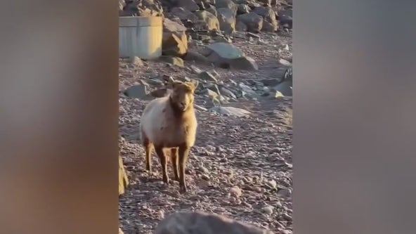 Brad the sheep is home after weeks on the run