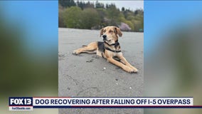 Dog recovering after falling off I-5 overpass in Seattle