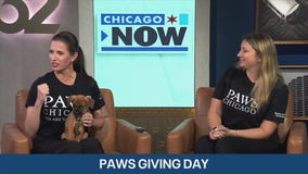 Make tails wag by supporting PAWS Chicago's annual giving day | Chicago NOW