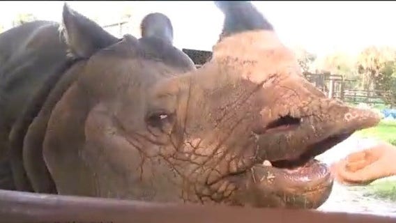 PJ's farewell party and World Rhino Day in Sanford