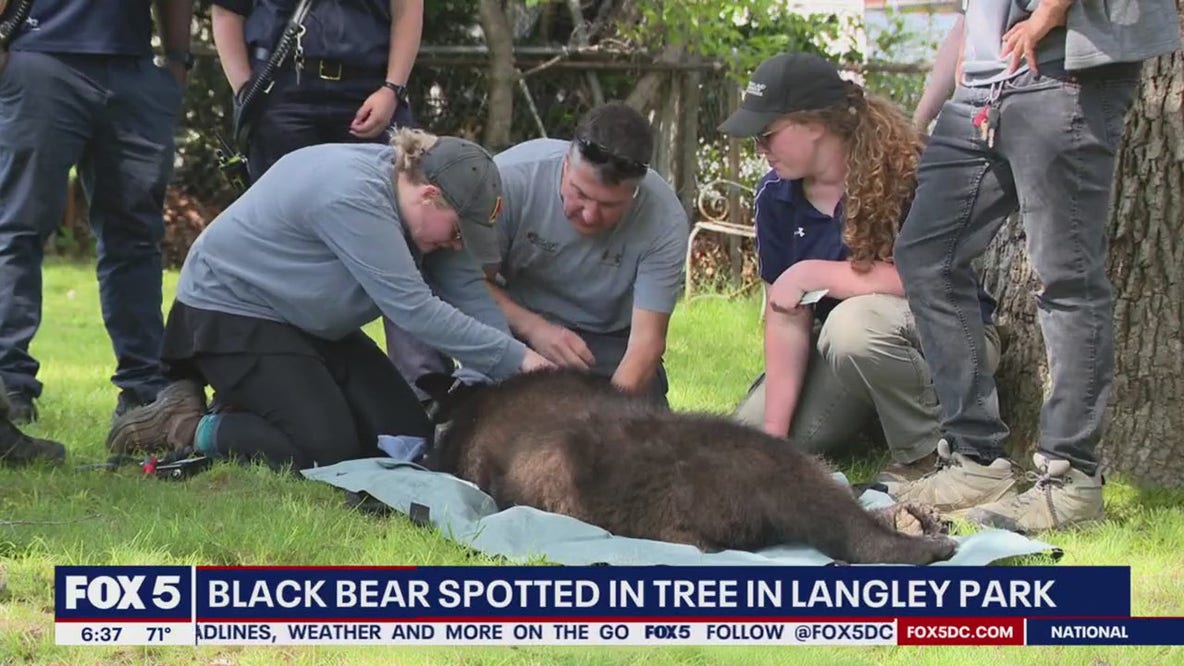 Black bear tranquilized in Langley Park