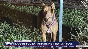 Meet 'Billie': Doh found tied to pole in Winter Sperings