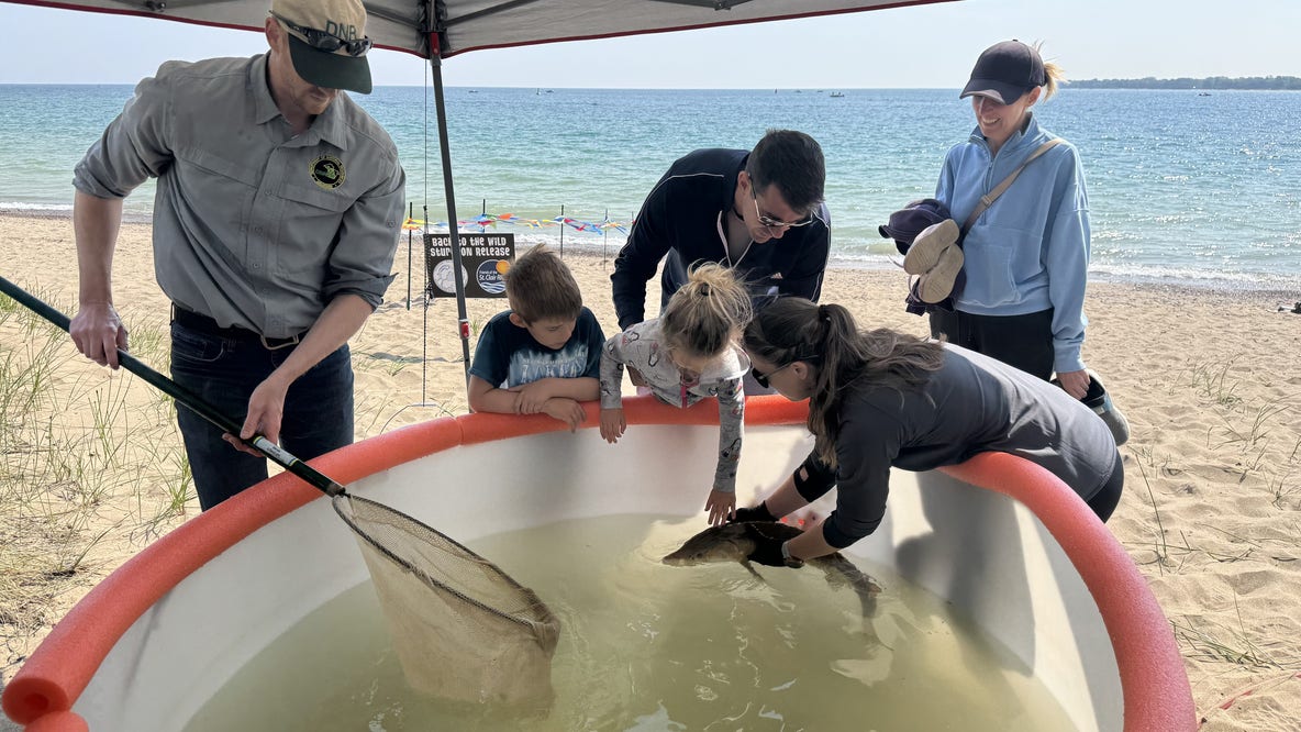 Sturgeon released into environment