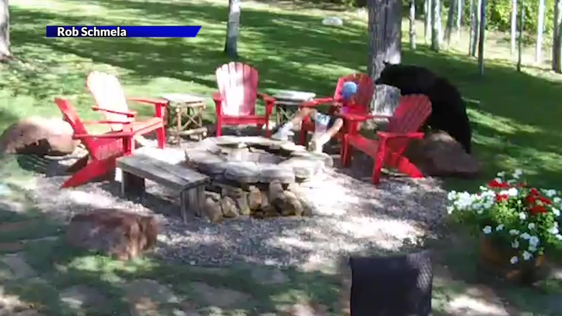 Watch: Bear gets inches away from boy eating popcorn in Aspen backyard