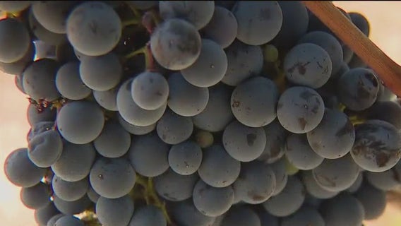 Hella Cool Gigs: Winemaker