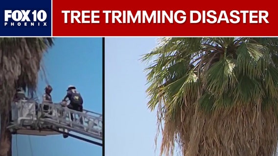 Disaster while trimming a palm tree in Phoenix