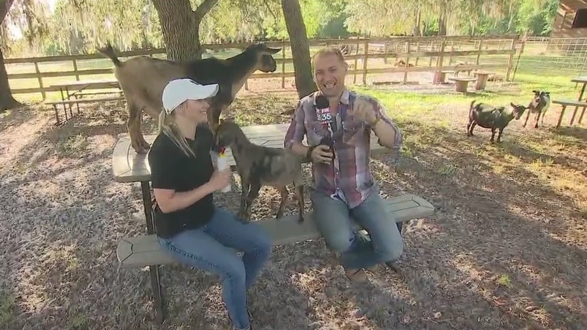 The farm where you can bottle feed goats in Lake Nona