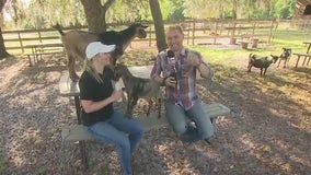 The farm where you can bottle feed goats in Lake Nona