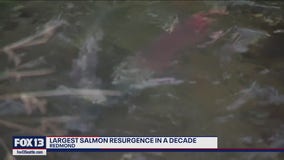 Kokanee salmon return to Redmond by the thousands