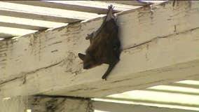 Minnesotan dies after rabies exposure from bat