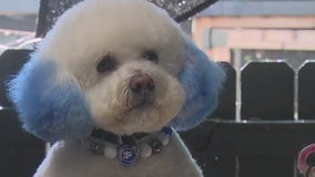 Dodger fans show support through their pets