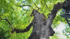 160-year-old tree to be cut down in Central Park